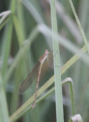 Lestes plagiatus