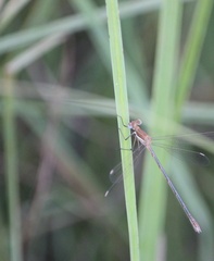 Lestes plagiatus