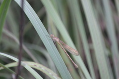 Lestes plagiatus