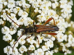 Stenopterus rufus