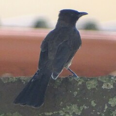 Pycnonotus barbatus layardi