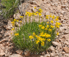 Stenotus armerioides