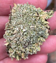 Cladonia strepsilis