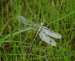 Ophiogomphus obscurus