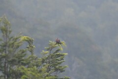 Patagioenas araucana