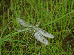 Ophiogomphus obscurus