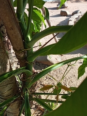 Syngonium angustatum