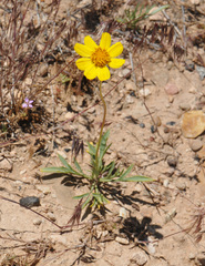 Thelesperma subnudum