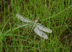 Ophiogomphus obscurus