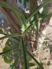 Syngonium angustatum