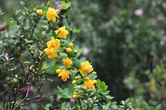 Berberis microphylla