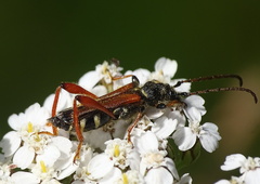 Stenopterus rufus