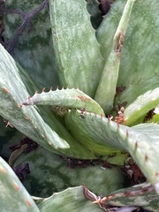 Camponotus maculatus