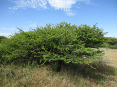 Vachellia tortilis