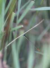 Agriocnemis pinheyi