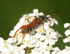 Stenopterus rufus