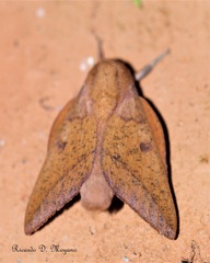 Adeloneivaia