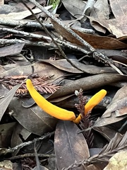 Clavulinopsis helvola