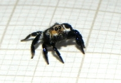 Corythalia argentinensis