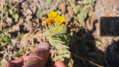 Alkanna orientalis