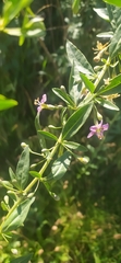 Lycium barbarum