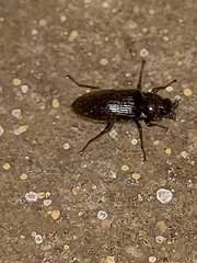 Dryopidae