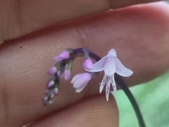 Stenoglottis