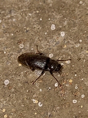 Dryopidae