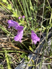 Physostegia purpurea
