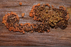 Hydropisphaera peziza