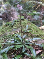 Stenoglottis