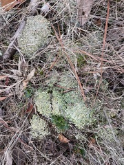 Cladonia strepsilis