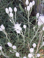 Jurinea stoechadifolia