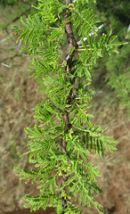 Vachellia tortilis