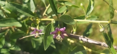 Lycium barbarum