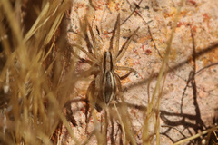 Hogna bivittata