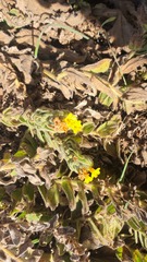 Alkanna orientalis