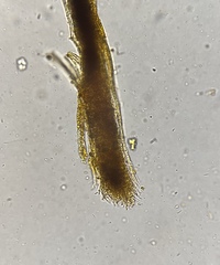 Gliocladium polyporicola