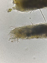 Gliocladium polyporicola