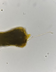 Gliocladium polyporicola