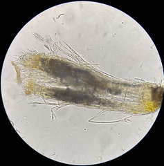 Gliocladium polyporicola