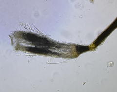 Gliocladium polyporicola