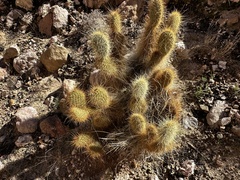 Opuntia diploursina