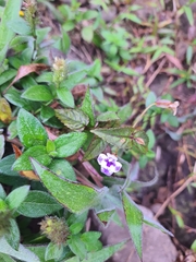 Torenia