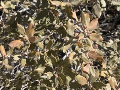 Quercus cornelius-mulleri