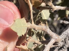 Quercus cornelius-mulleri