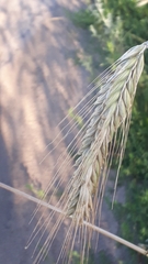 × triticosecale rimpaui