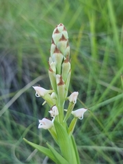 Disa patula