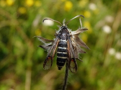 Bembecia ichneumoniformis