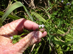 Conostomium natalense